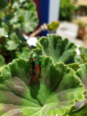 Eurythyrea