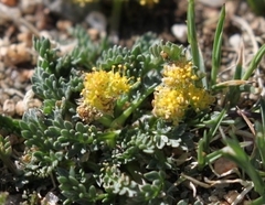 Oreoxis alpina