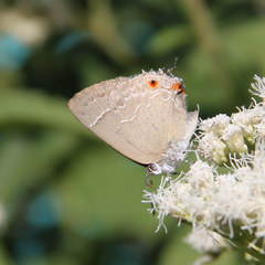 Contrafacia catharina