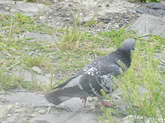 Columba livia
