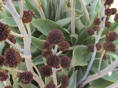 Pleurophyllum hookeri