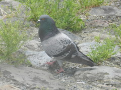 Columba livia