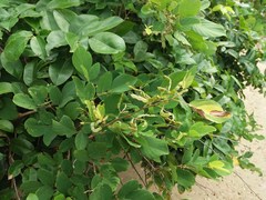 Dendrolobium umbellatum