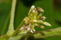 Dendrolobium umbellatum