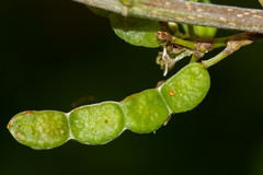 Dendrolobium umbellatum