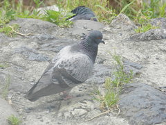 Columba livia