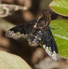 Hemipenthes morioides