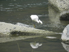 Egretta garzetta
