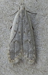 Dichomeris punctidiscellus