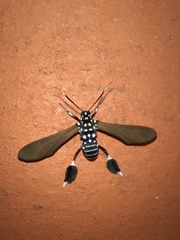 Horama plumipes