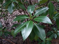 Rhizophora apiculata