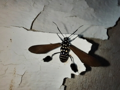 Horama plumipes