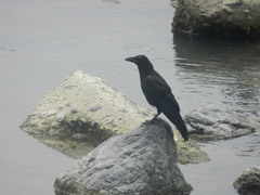 Corvus corone