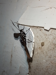 Horama plumipes