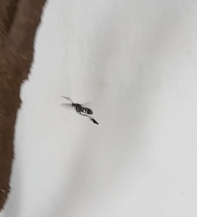 Horama plumipes