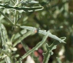 Perdita chamaesarachae
