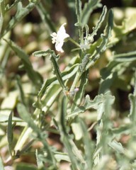 Perdita chamaesarachae