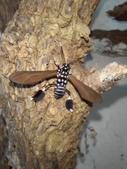 Horama plumipes
