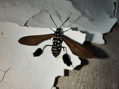 Horama plumipes