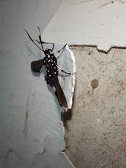 Horama plumipes
