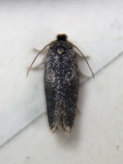 Acalyptris
