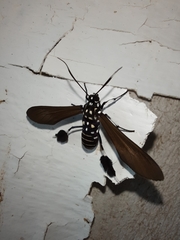 Horama plumipes