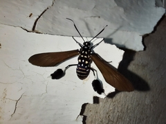 Horama plumipes