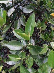 Rhizophora apiculata