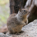 California Ground Squirrel - Photo (c) qli, some rights reserved (CC BY-NC), uploaded by qli