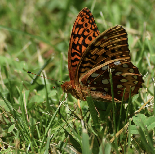 Great spangled fritillary