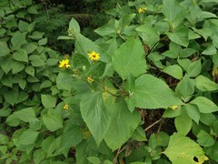 Wollastonia biflora