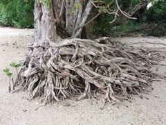 Excoecaria agallocha