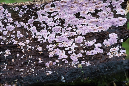 Purple Fuzz