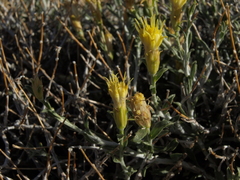 Ericameria discoidea discoidea