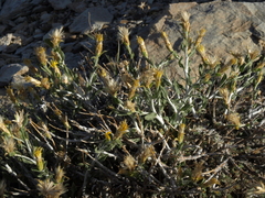 Ericameria discoidea discoidea