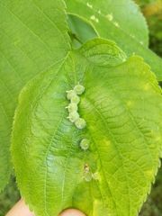 Celticecis celtiphyllia