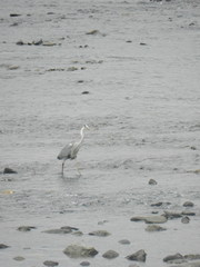 Ardea cinerea
