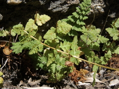 Woodsia oregana