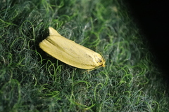 Zelotherses paleana