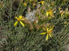 Senecio spartioides granularis