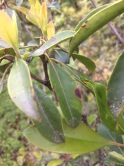 Mycosphaerella colorata