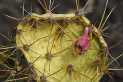 Opuntia stricta