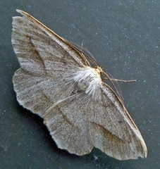 Euchlaena irraria