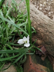 Zephyranthes