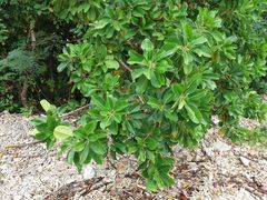 Excoecaria agallocha