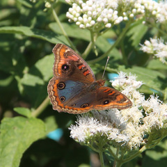 Junonia genoveva