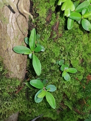 Peperomia olivacea