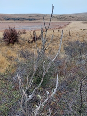 Carmichaelia crassicaulis