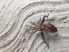 Piezogaster indecorus