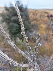 Carmichaelia crassicaulis